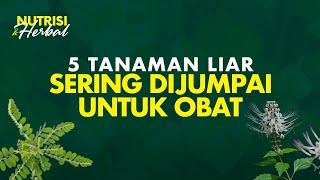 5 Tanaman Liar dan Pemanfaatannya Untuk Berbagai Penyakit   Nutrisi & Herbal #39