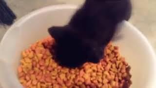 Kitten talks while eating