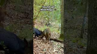 Wild Hogs in the Forest #animalshorts #trailcamera #wildboar #hunting #nature