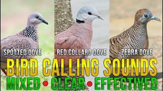    - SPOTTED DOVE RED COLLARD DOVE AND ZEBRA DOVE MIXED -ℂ𝕃𝔼𝔸ℝℂ𝕃𝔼𝔸ℕ 𝔸ℕ𝔻 𝔼𝔽𝔽𝔼ℂ𝕋𝕀𝕍𝔼