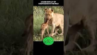 MIRACLE IN THE WILD Lioness Saves Buffalo Calf From Jaws Of Death #wildlife