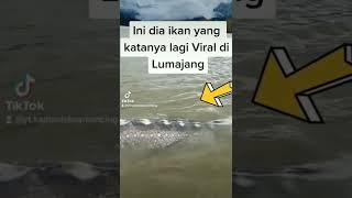 VIRAL IKAN RAKSASA DI LUMAJANG #shortvideo #viral #tranding