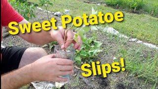 So many Sweet Potatoes Growing From One Potato