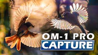 Pro Capture Settings OM-1  Birds in Flight Photography