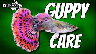 Guppy Fish Care 10 Things You Should Know About Guppies Great Beginner Fish