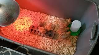 How to Start Raising Chickens