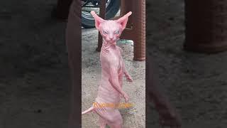 kucing pink joget