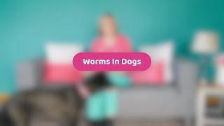 Worms In Dogs  Pet Health Advice