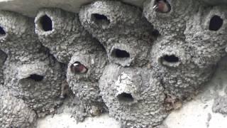 Cliff Swallow Nests