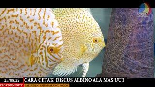 CARA CETAK DISCUS ALBINO ALA MAS UUT