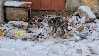 Dog Found Chained in Freezing Cold Guarding Abandoned Building