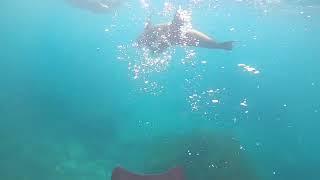 Schnorcheln in der Darwinbucht auf San Cristobal mit Seelöwen und Meeresschildkröten
