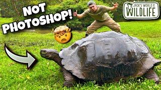 HOW Did GIANT TORTOISES Get To The GALÁPAGOS Islands?