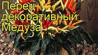 Перец декоративный Медуза. Краткий обзор описание характеристик где купить Meduza