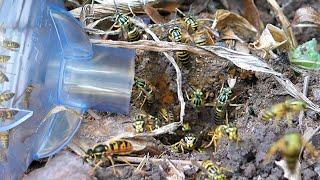 Yellow Jacket Nest vs Vacuum - Keeping Wasps as Pets
