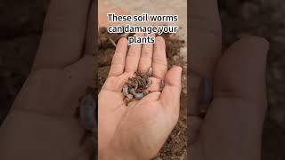 These kinds of soil worms can damage your potted plants #gardening #plants #mangotree