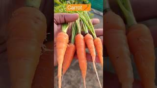 Grow Carrot in Pots  #carrot #carrots #rootvegetables #vegetables #fresh #urbangardening