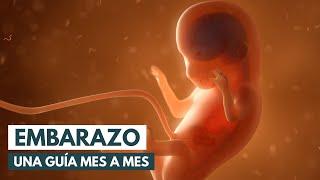 El embarazo Una guía mes a mes  Animación 3D