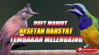 MASTERAN KOMBINASI FULL NEMBAK FEAT BESETAN KASAR TERBAIK UNTUK BURUNG LOMBA 