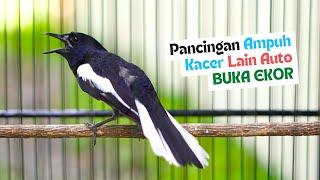 Pancingan Kacer Gacor Full Isian Cepat Buat Menaikan Emosi Kacer Lain Agar TArung Langsung Buka Ekor