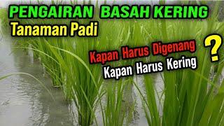 WAKTU PENGAIRAN PADI SAWAH  SISTEM PENGAIRAN BASAH KERING