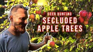 Secluded Apple Tree in Early Deer Season