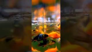 1000s Of Stunning Japanese Koi Fish Underwater 