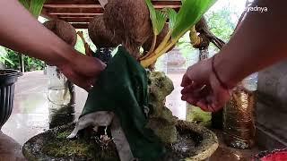 bonsai kelapa on the rock