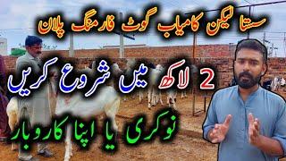 How To Start Goat Farming Buisness In Low Investment