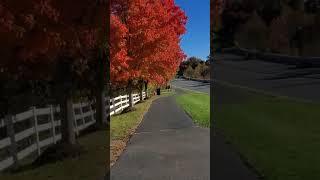 Fall foliage Leesburg VA @minhvinhtube