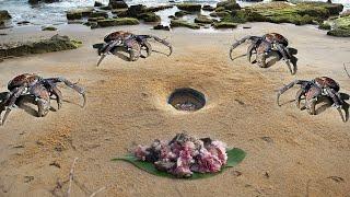 Build Underground Crab Trap - Crab Catch and Cook