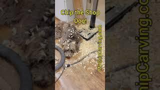 Chip the Shop Dog