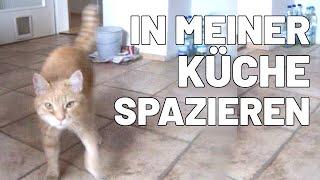 In meiner Küche spazieren - Ataxie-Kater Purzel geht in seiner Küche spazieren