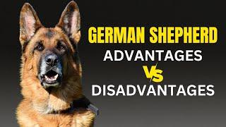 Advantages And Disadvantages Of Having A German Shepherd  Dogs Genesis