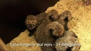 Weighing of cheetah cubs