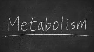 Do You Have a Slow or Fast Metabolism? Heres How to Calculate Your Metabolic Score