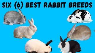 Six 6 best rabbit breeds
