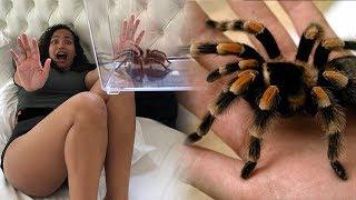 I SHOULDVE NEVER DID THIS.. WORLDS DEADLIEST SPIDER PRANK ON GIRLFRIEND