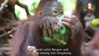 Unser neues Patentier Jeni  BOS  orangutan.de