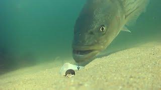 Eye-Opening Underwater Footage of Cut Bait Fishing for Striped Bass