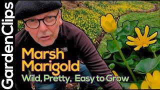 Marsh Marigold - Caltha palustris - Easy to grow spring ephemeral - Cheerful yellow and poisonous