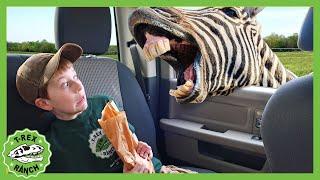 Animal Adventure Park Zoo  T-Rex Ranch Adventures  Kids Songs  Moonbug Kids