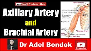 Axillary Artery and Brachial Artery Dr Adel Bondok