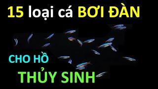 15 LOÀI CÁ BƠI THEO ĐÀN CHO HỒ THỦY SINH