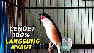 PANCINGAN CENDET SUSAH BUNYI BAKALAN LANGSUNG NYAUT DAN IKUT GACOR DENGAN SUARA CENDET GACOR INI ‼️