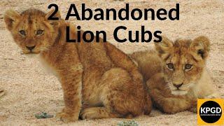 2 Abandoned Lion Cubs - What Happens Next?