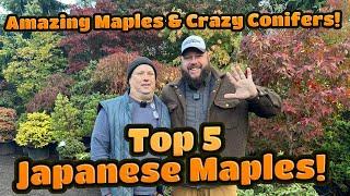 Charlie Morgan of Amazing Maples Top 5 Japanese Maples