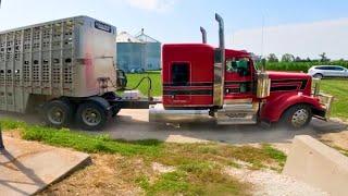 Choring and Loading Feeder Pigs