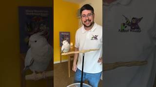 Look what I taught a Cockatiel in one month #parrot