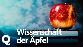 Der Apfel – Alles was du wissen musst  Quarks